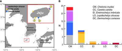 Connectivity between sea turtles off Jeju Island on the Korean Peninsula, and other populations in the western Pacific